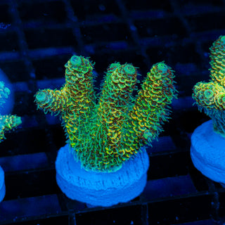 Lemon Lime Mille 185