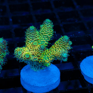 Lemon Lime Mille 184