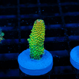 Lemon Lime Mille 183