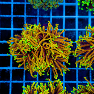 ULTRA HELLFIRE TORCH (4 HEADS) 943