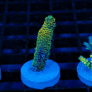 Lemon Lime Mille 182