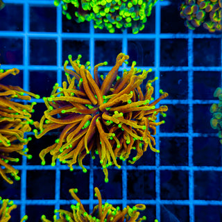 ULTRA HELLFIRE TORCH (2 HEADS) 942