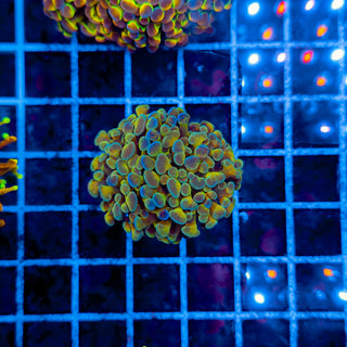 KALEIDOSCOPE HAMMER 945