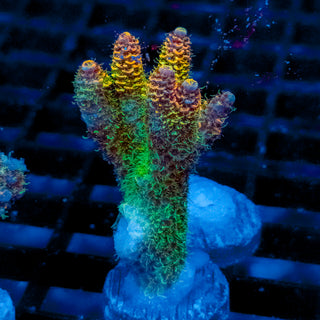 Helios Forge Mille 927