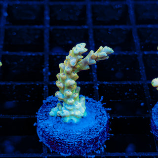 YELLOW DE LA CREME 018