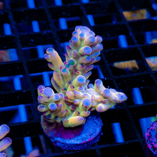 GOLDEN GOOSE GRANULOSA 694