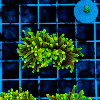 Glowlight Torch 222 (XL Head)