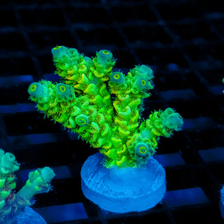 Biohazard Sunburst 722