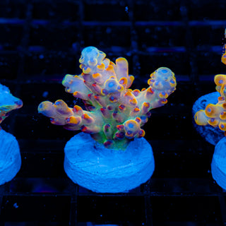 Golden Goose Granulosa 042