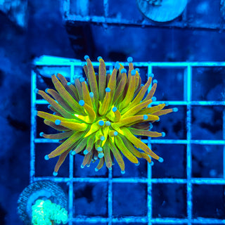 GLITTERY HG TORCH 805