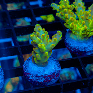 HIGHLIGHTER GRANULOSA 492