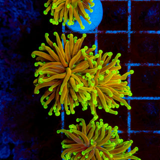 Indo God Torch 511 (2 Heads)