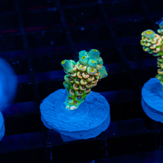 Glowing Passion 1113