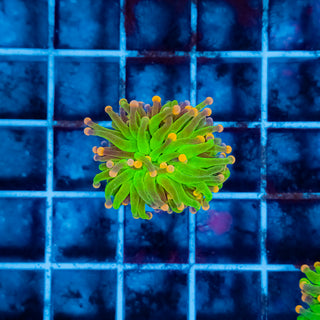 Cotton Candy Torch 227