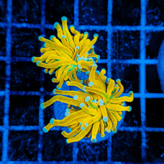 MALAYSIAN BANANA HOLY GRAIL TORCH (2 HEADS) 515