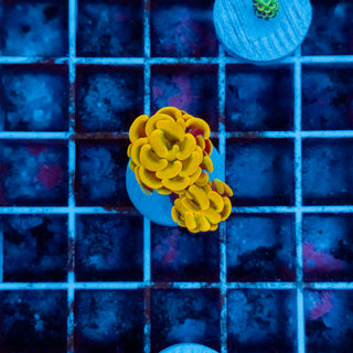 Rainbow Hammer 509 (2 Heads)