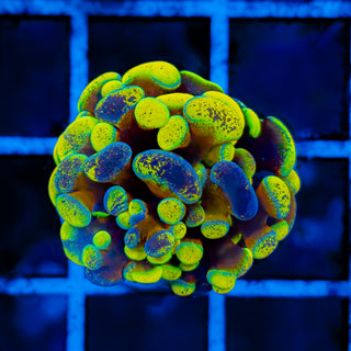 SPLATSANITY HAMMER 1003