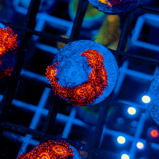 DARTH MAUL ZOA ~ 10P 117