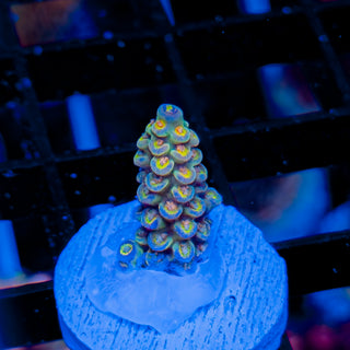 MANDARIN PASSION 741