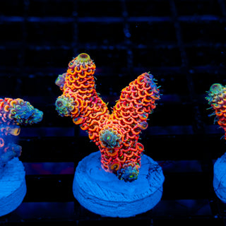 Molten Core Mille 1126