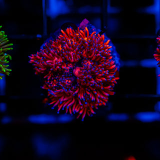 Cherry Blossom Goni G235