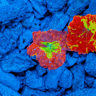 PINK BUBBLE JAWBREAKER MUSHROOM 612