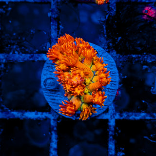 NAPALM GONIOPORA 904