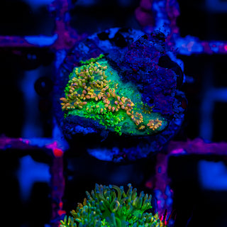 HyperBerry Goni G317