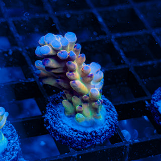 RAINBOW GRANULOSA 004