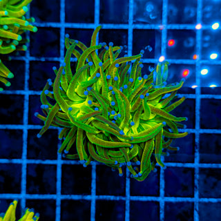 HOLY GRAIL TORCH XL 908