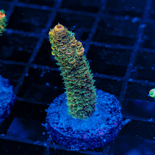 ORANGESICLE MILLE 076