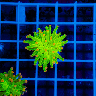 Malaysian Pink Tip Torch 903