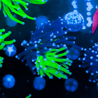 Grafted Holy Grail Torch