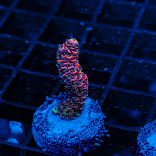 RED VELVET MILLE 015