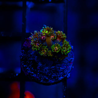 Goni Of The Gods G366