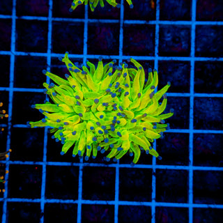 Holy Grail Torch 910 (Splitting)