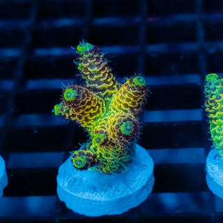 Solar Venom Mille 1103