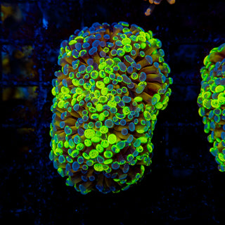 Crazy Frammer 301 (3 Heads)