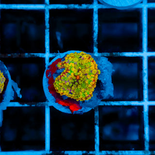 Rainbow Ricordea 108