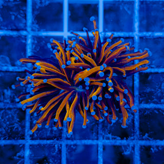 24K GOLD TORCH (2 HEADS) 503