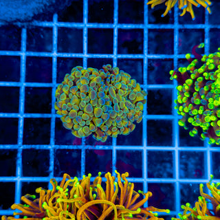 KALEIDOSCOPE HAMMER (2 HEADS) 944