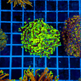 SPLATTERED UP HAMMER (2 HEADS) 949