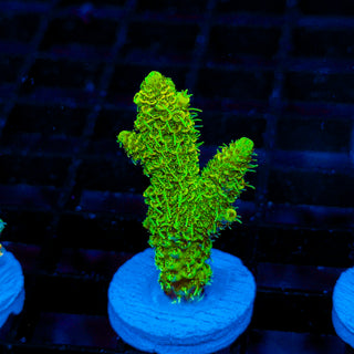 Highlighter Mille 129