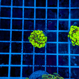 GOLDSPLAT HAMMER 953