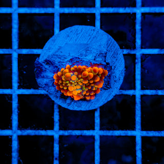 DOUGHGIRL BOUNCE MUSHROOM 605