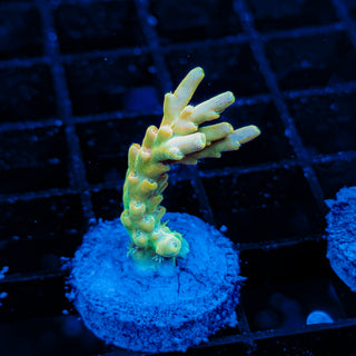 YELLOW DE LA CREME 021