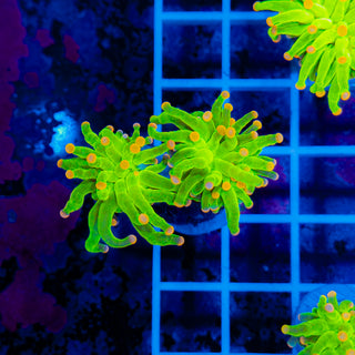 Malaysian Pink Tip Torch 906 (2 Heads)