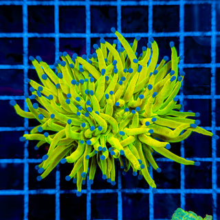 24K HOLY GRAIL TORCH XL 906