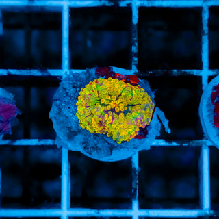 Rainbow Ricordea 107