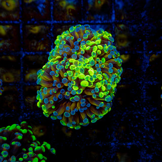 Crazy Frammer 301 (2 Heads)